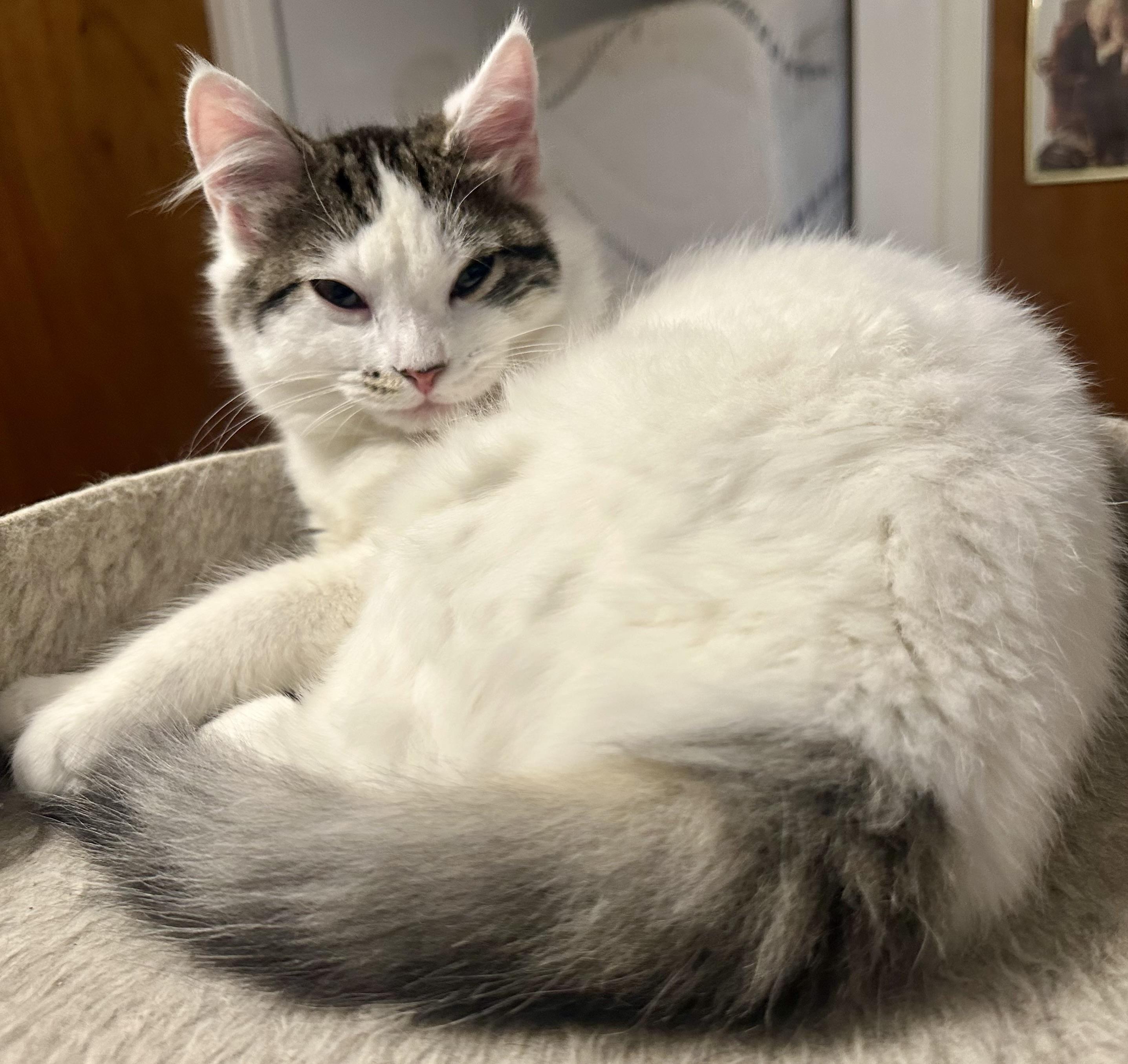 Enlarge Gigi, a ADOPTABLE Domestic Medium Hair in Fayetteville, NC image 4/6