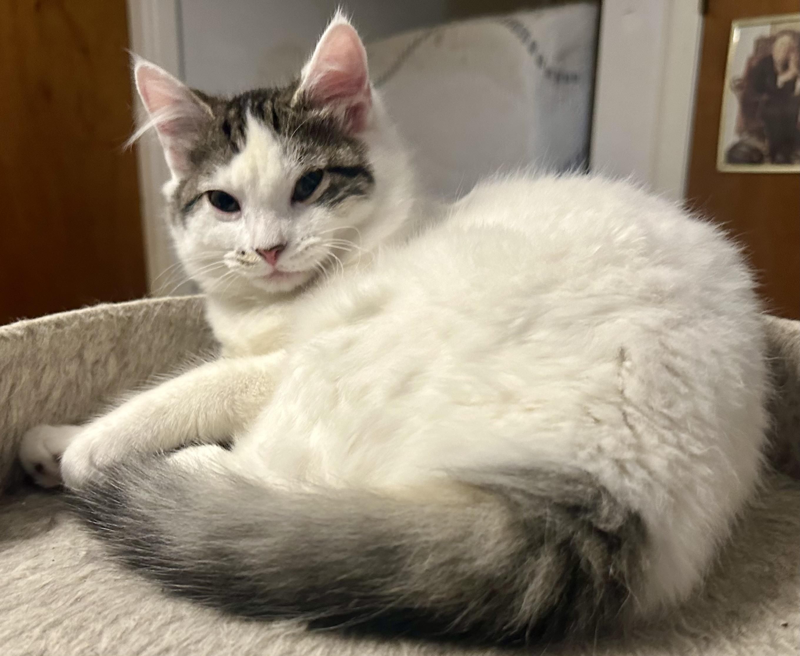 Enlarge Gigi, a ADOPTABLE Domestic Medium Hair in Fayetteville, NC image 2/6