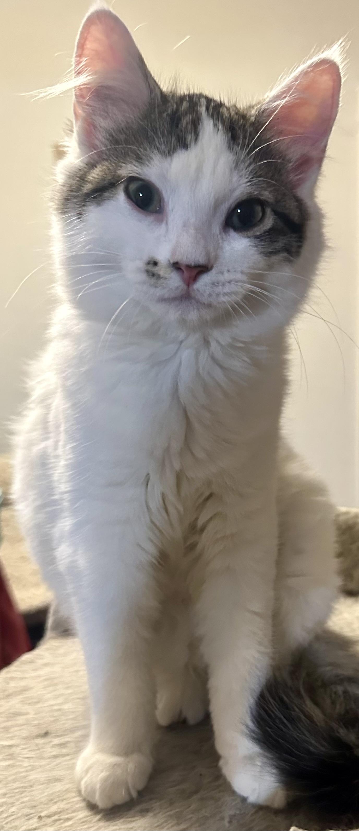 Enlarge Gigi, a ADOPTABLE Domestic Medium Hair in Fayetteville, NC image 5/6