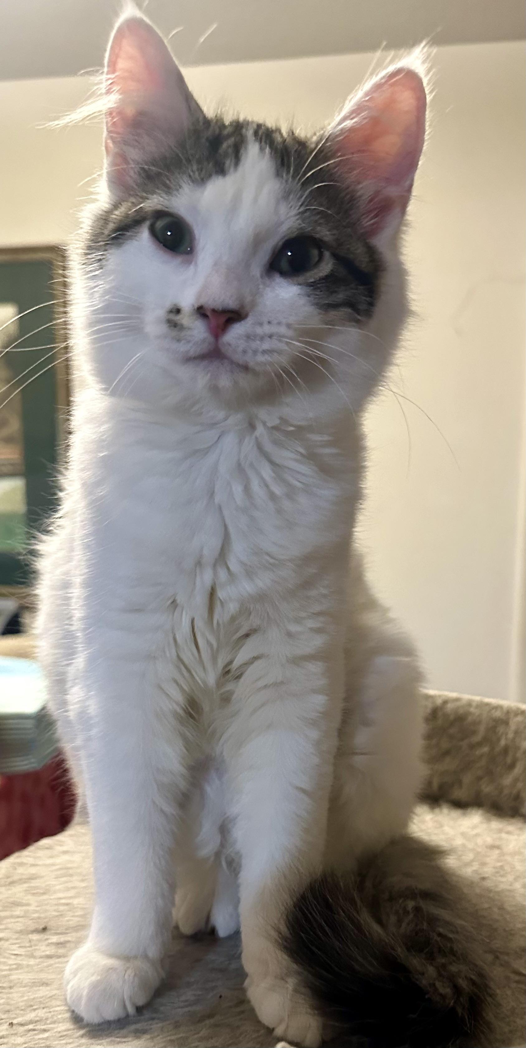 Enlarge Gigi, a ADOPTABLE Domestic Medium Hair in Fayetteville, NC image 6/6