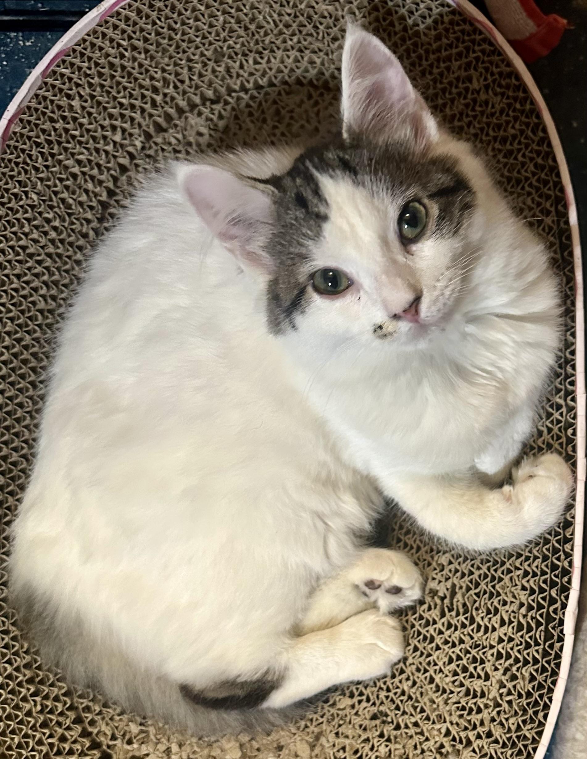Enlarge Gigi, a ADOPTABLE Domestic Medium Hair in Fayetteville, NC image 3/6