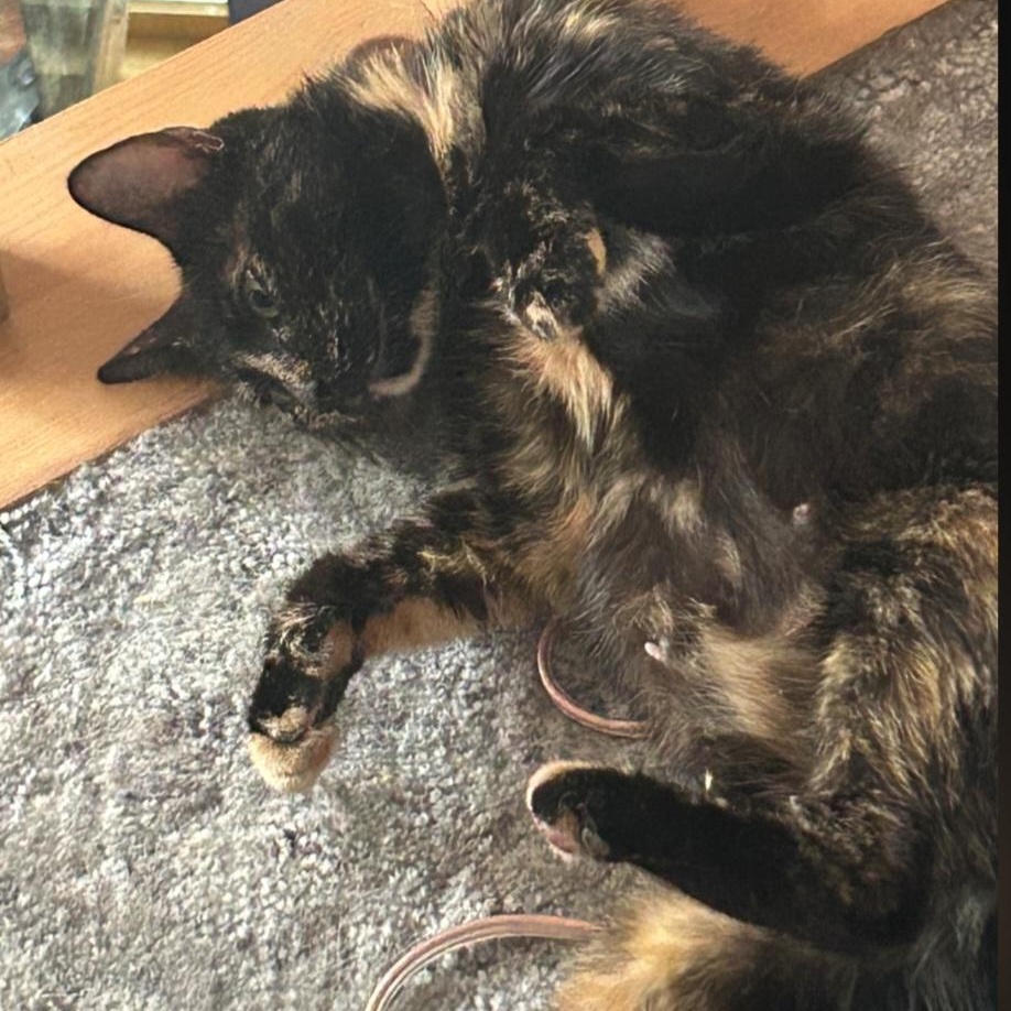 Enlarge SUGAR, a Adoptable Tortoiseshell in Staten Island, NY image 2/3