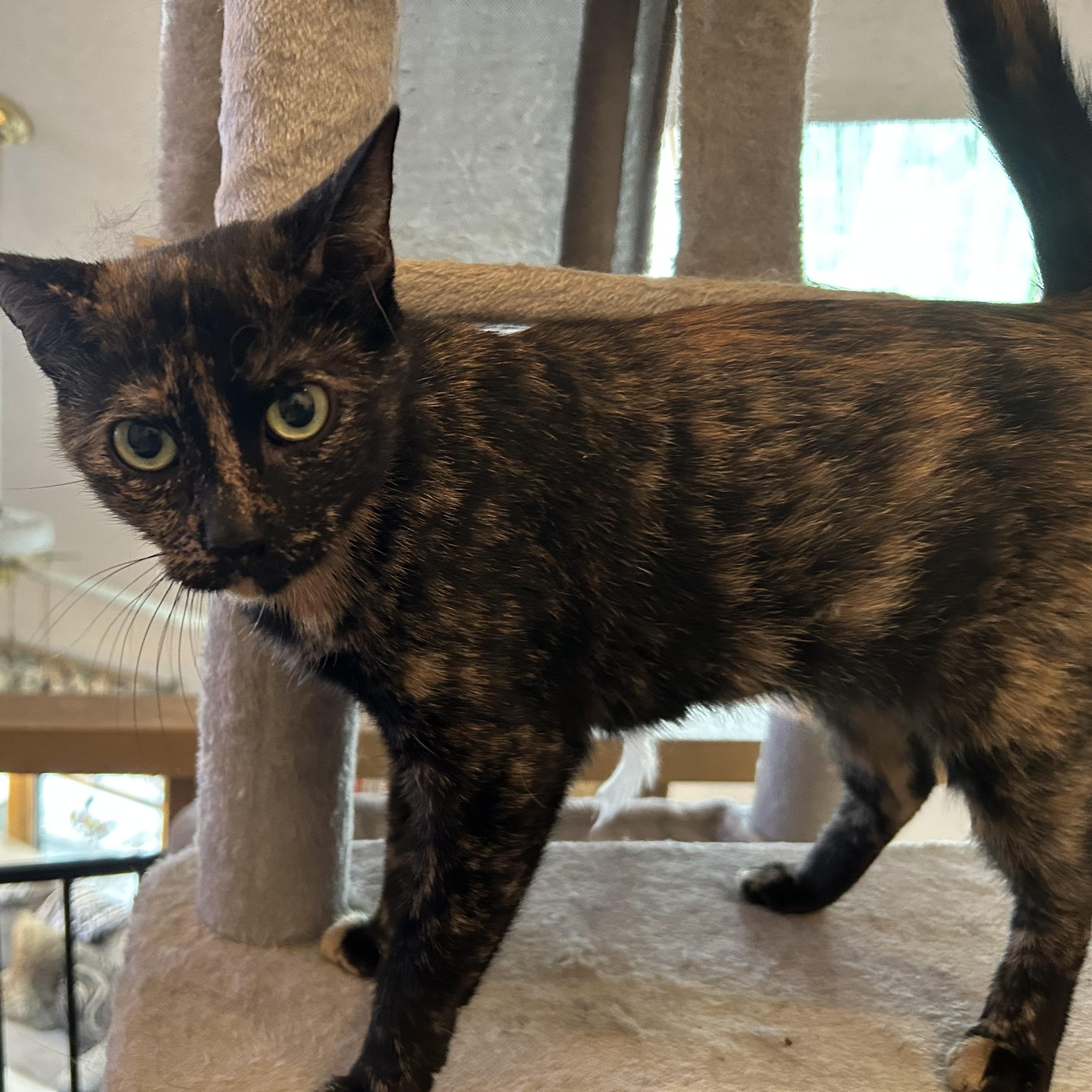 SUGAR, Adoptable, Young Female Tortoiseshell.