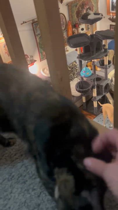Enlarge SUGAR, a Adoptable Tortoiseshell in Staten Island, NY video 3/3