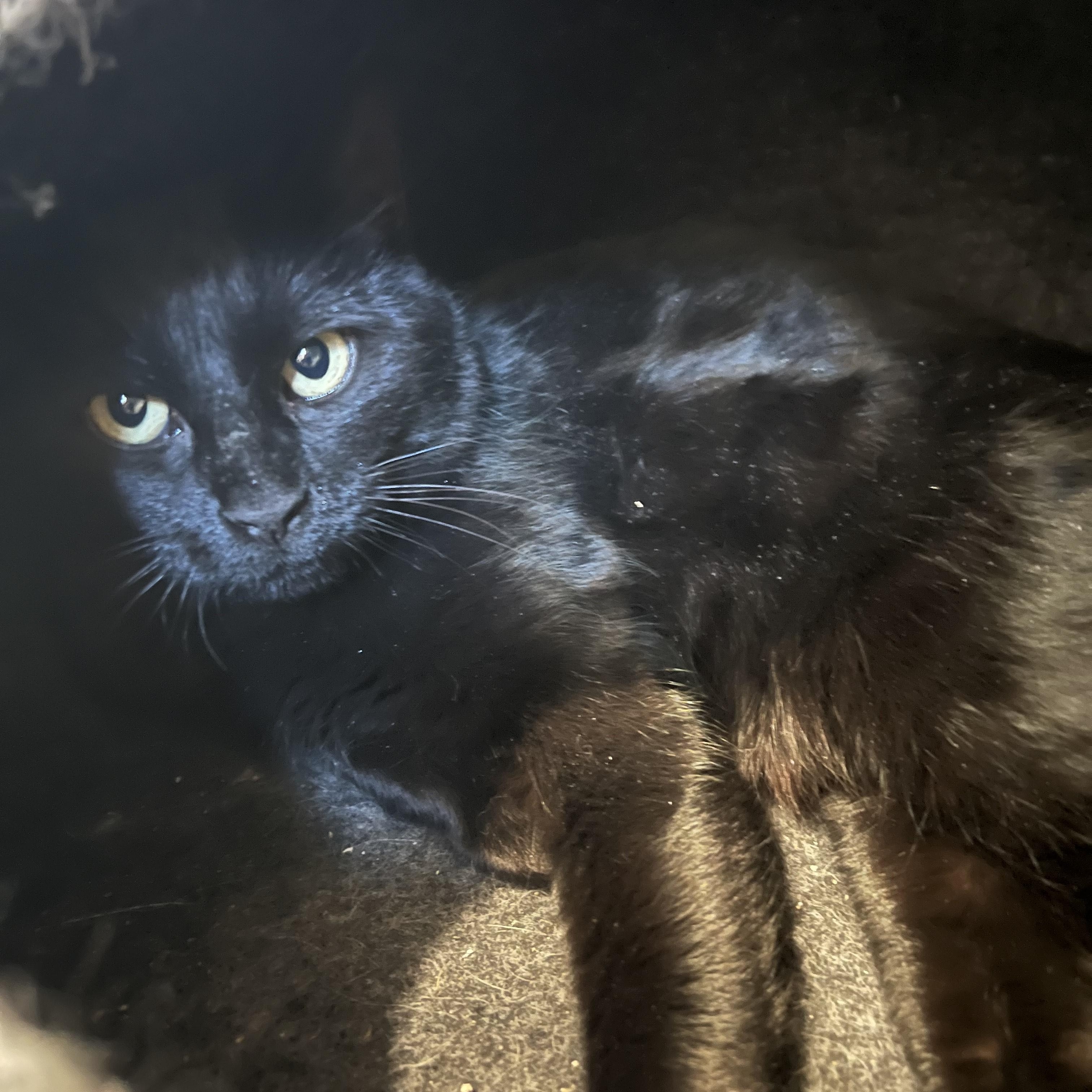 Enlarge Mina, an adopted Domestic Short Hair in Bonners Ferry, ID image 1/1