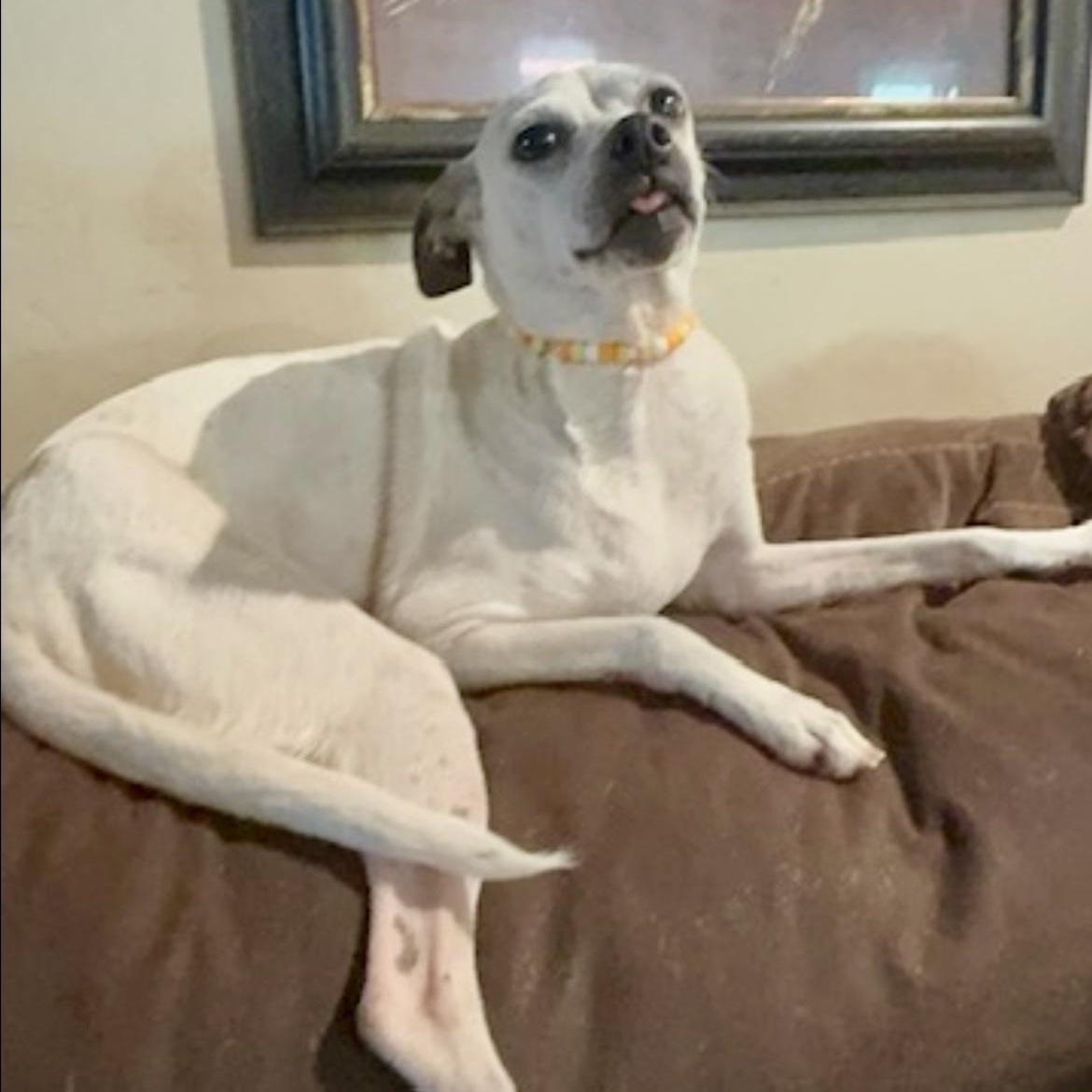 Daisey, a Adoptable mixed breed in Pelham, NH image 3/6