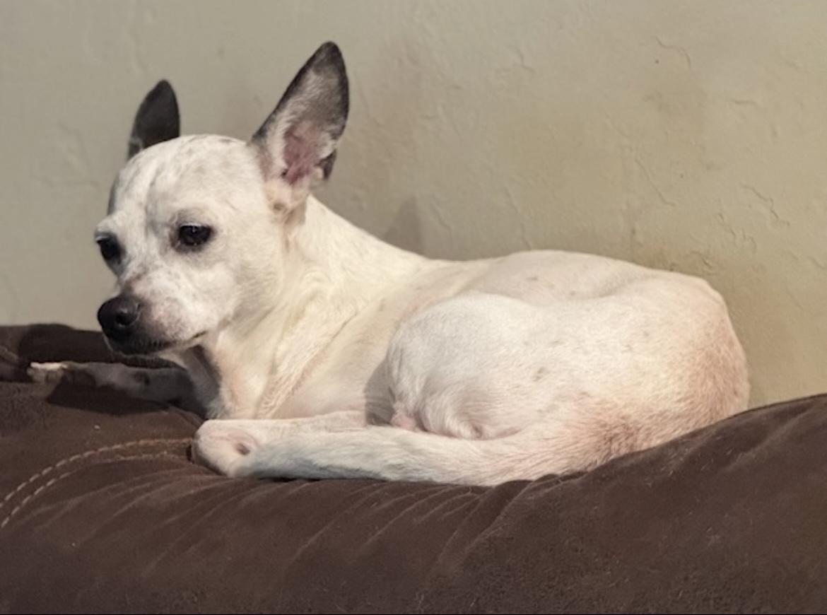 Daisey, a Adoptable mixed breed in Pelham, NH image 6/6