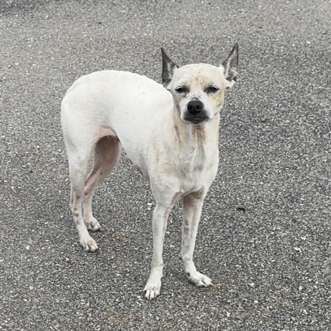 Daisey, Adoptable, Adult Female Italian Greyhound & Chihuahua.