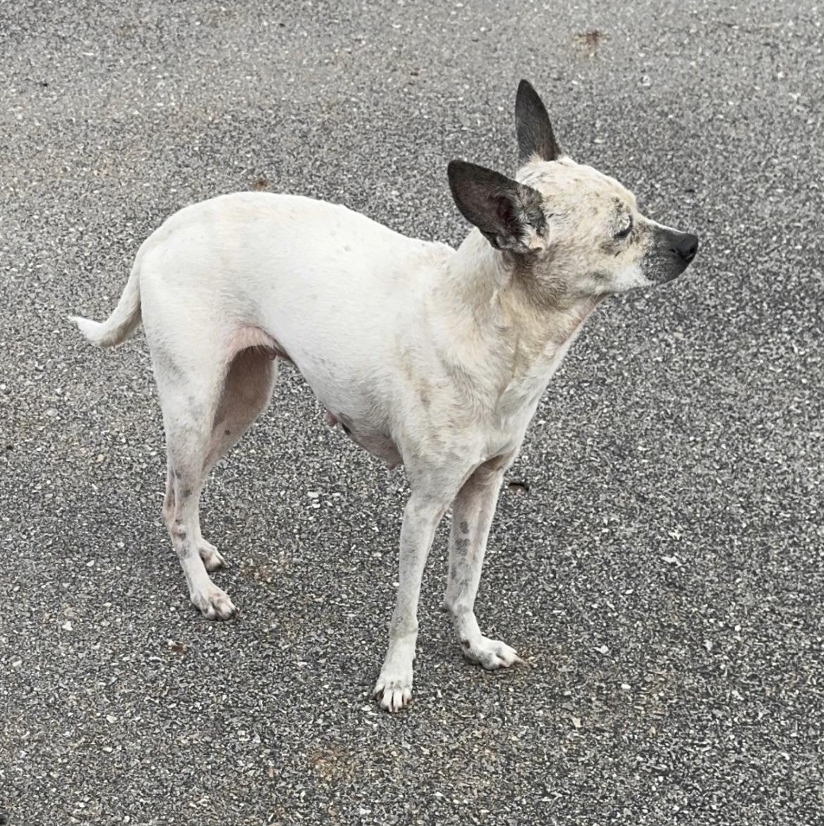 Daisey, a Adoptable mixed breed in Pelham, NH image 5/6