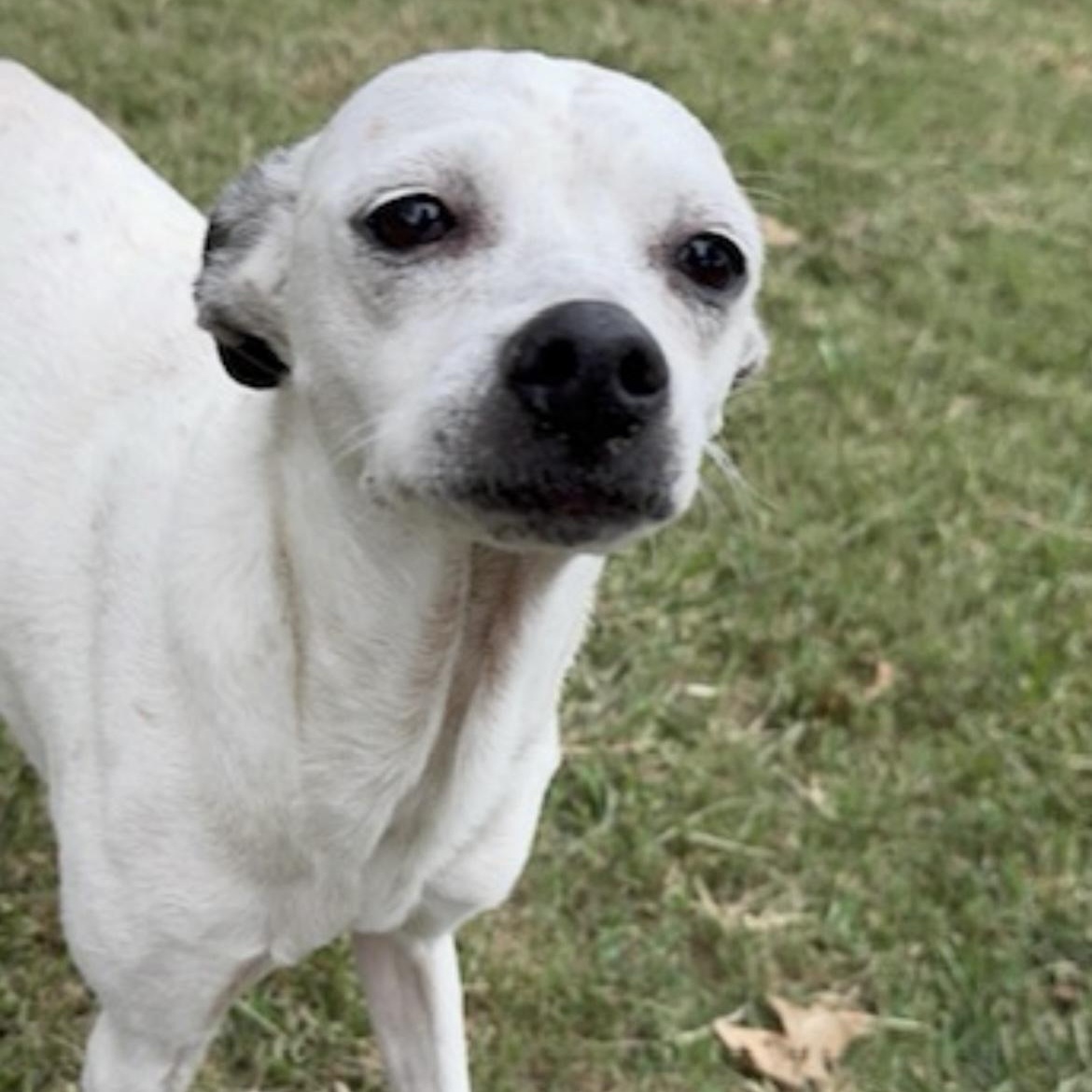 Daisey, a Adoptable mixed breed in Pelham, NH image 4/6