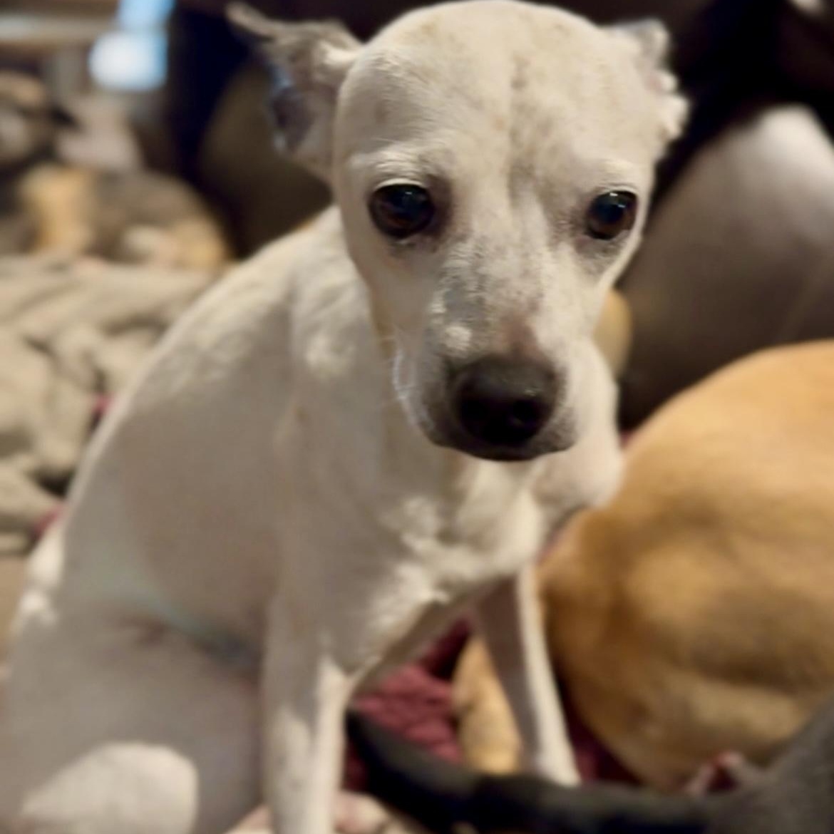 Daisey, a Adoptable mixed breed in Pelham, NH image 2/6