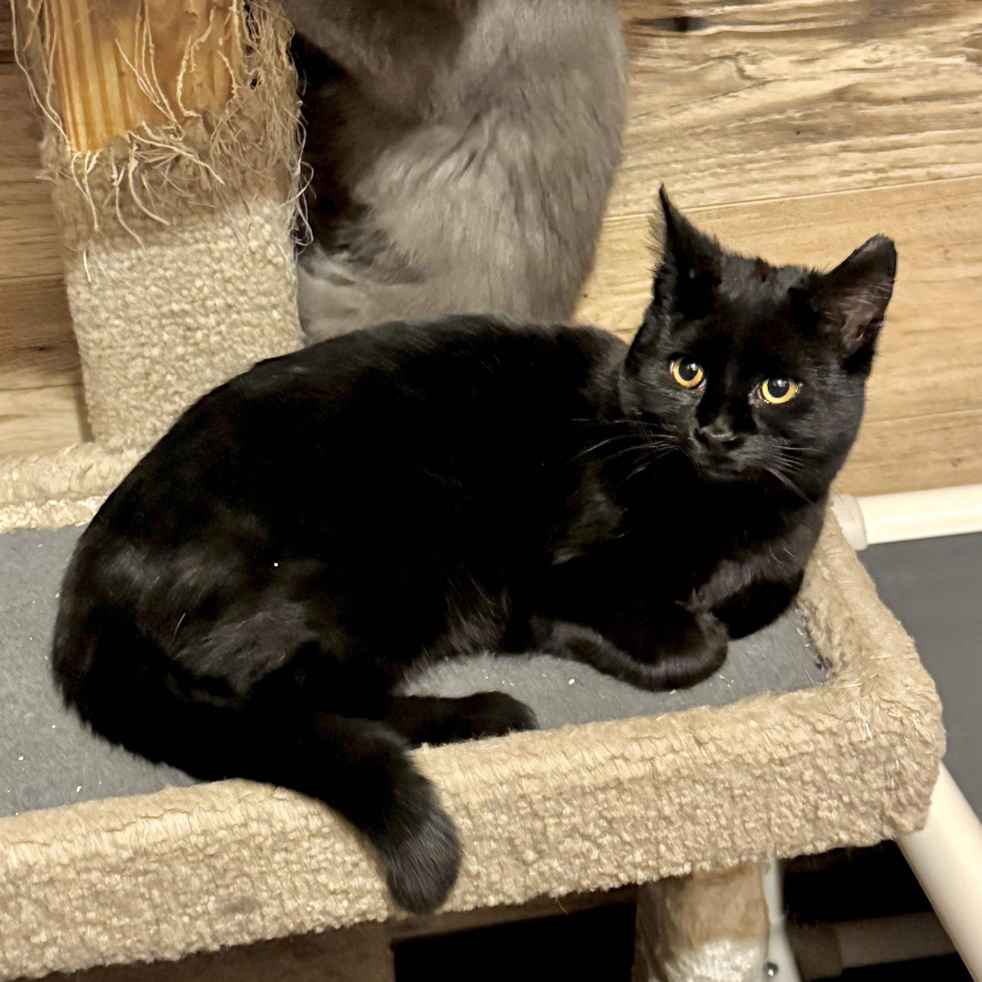 Enlarge Charley, a Adoptable Domestic Short Hair in North Tonawanda, NY image 4/5