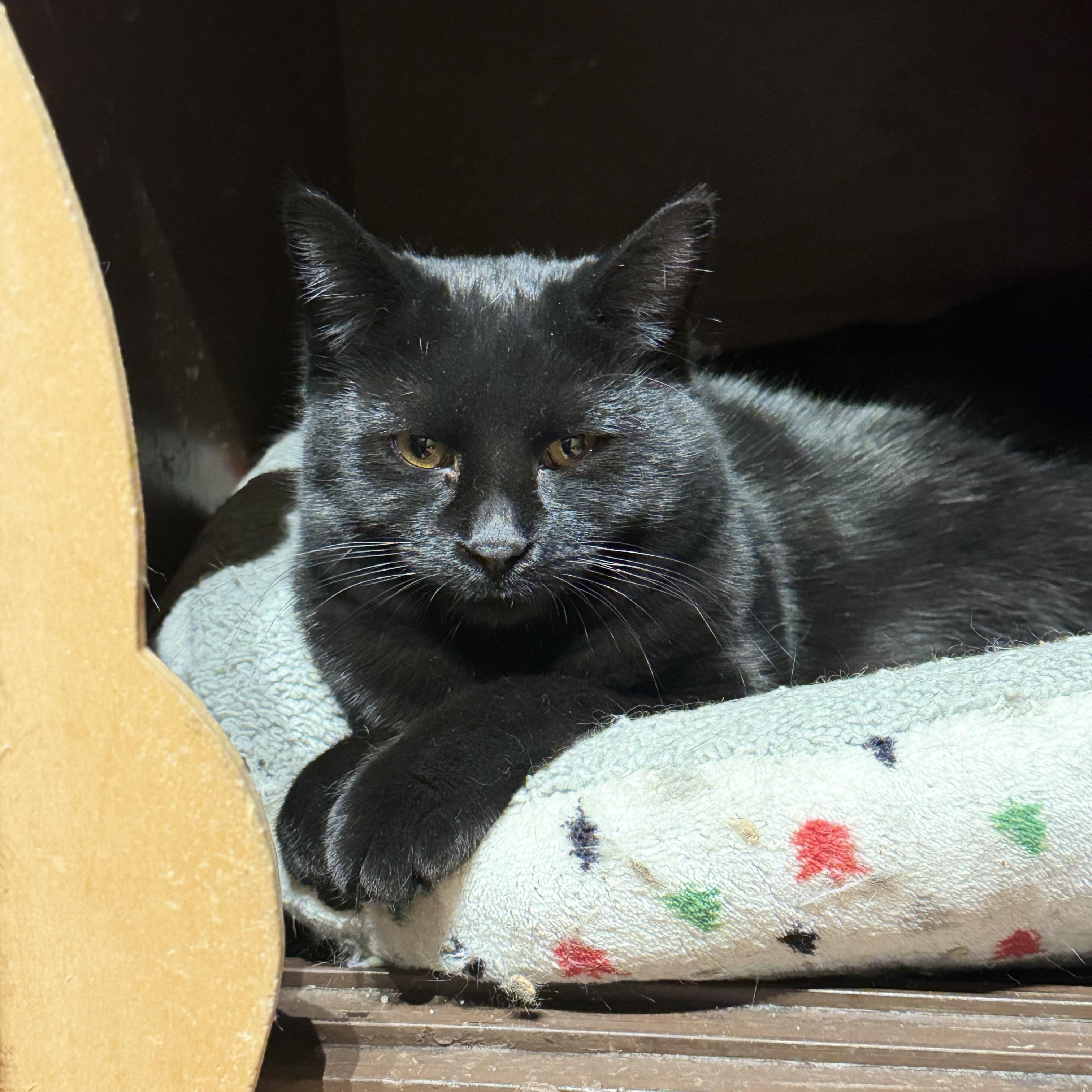 Enlarge Charley, a Adoptable Domestic Short Hair in North Tonawanda, NY image 3/5