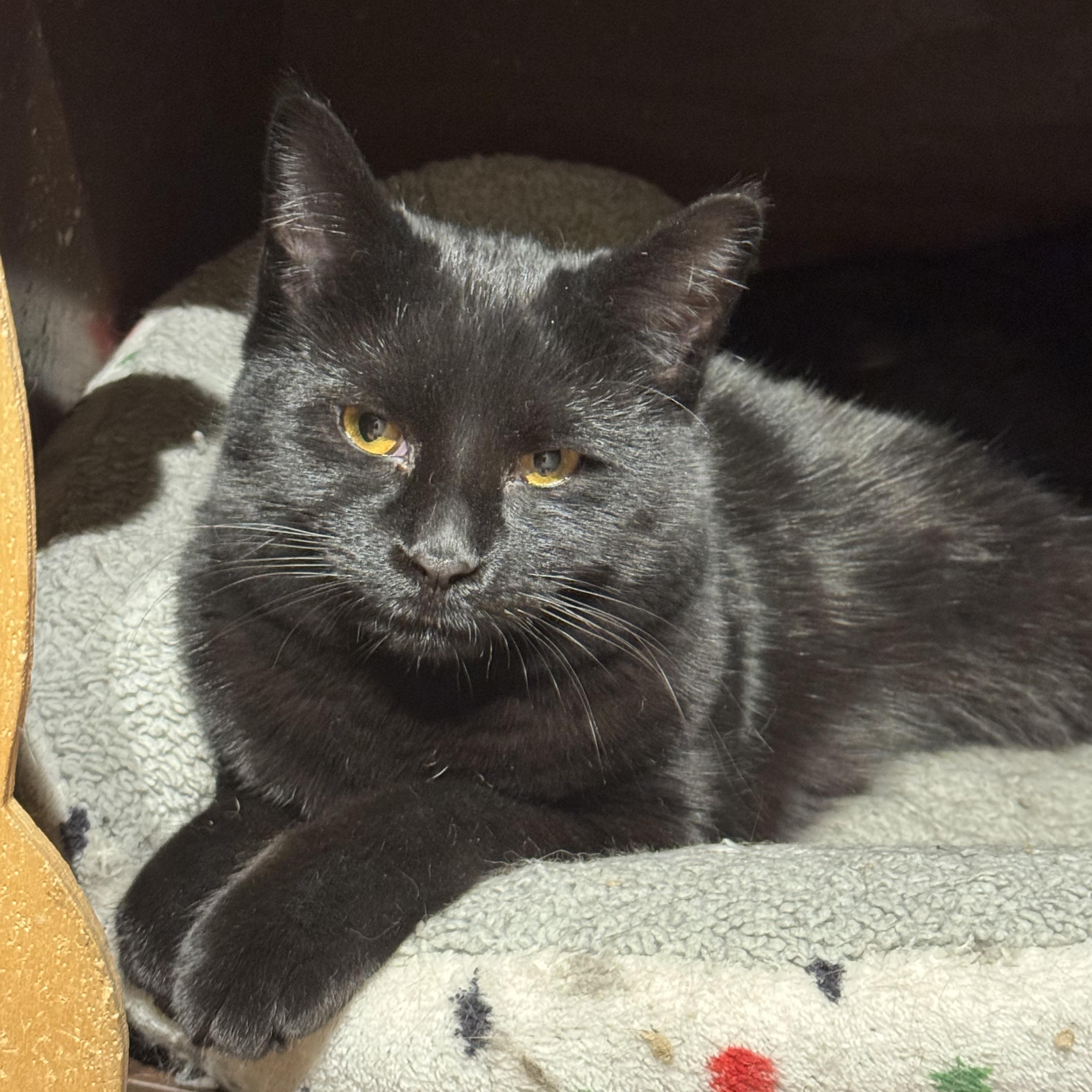 Enlarge Charley, a Adoptable Domestic Short Hair in North Tonawanda, NY image 5/5