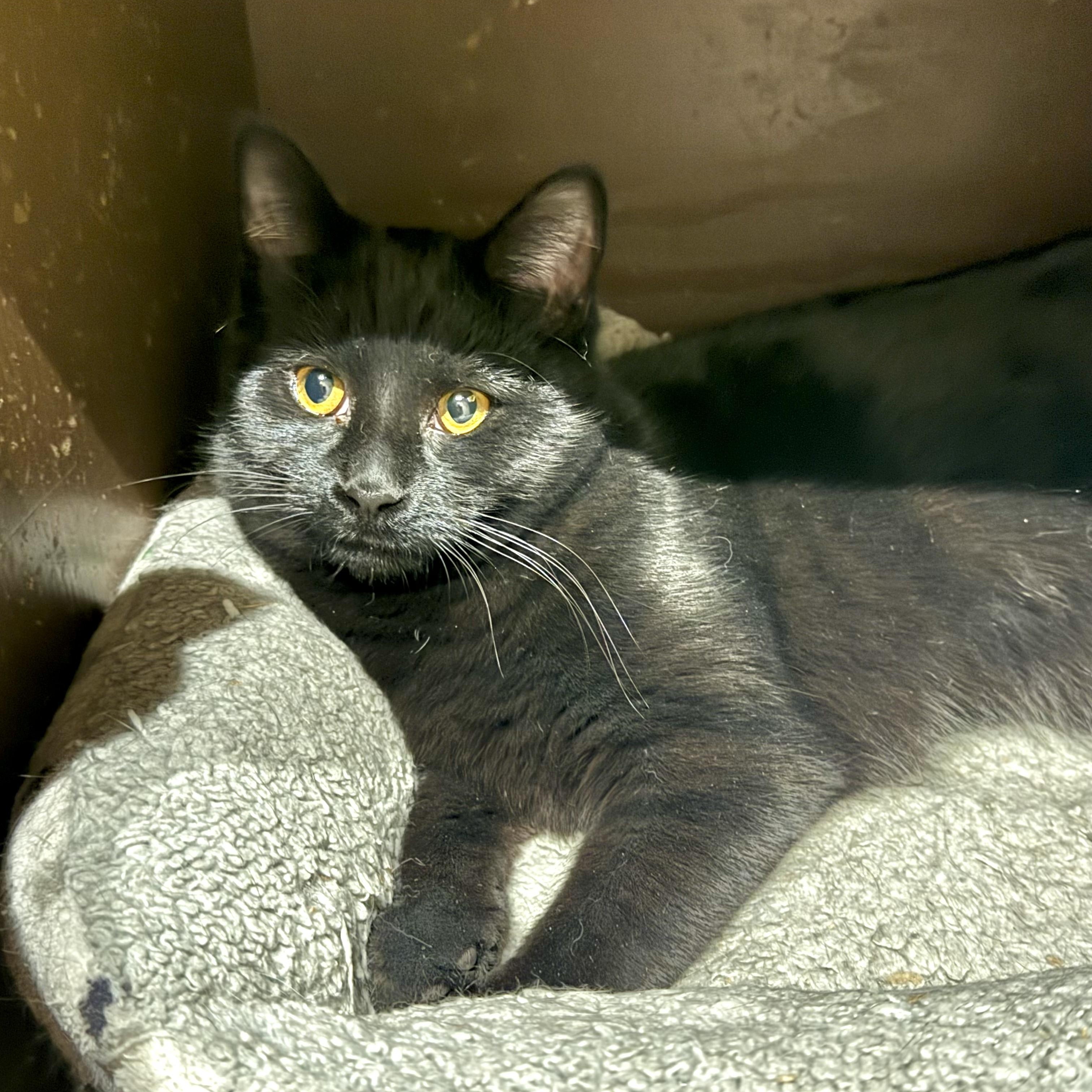 Enlarge Charley, a Adoptable Domestic Short Hair in North Tonawanda, NY image 2/5