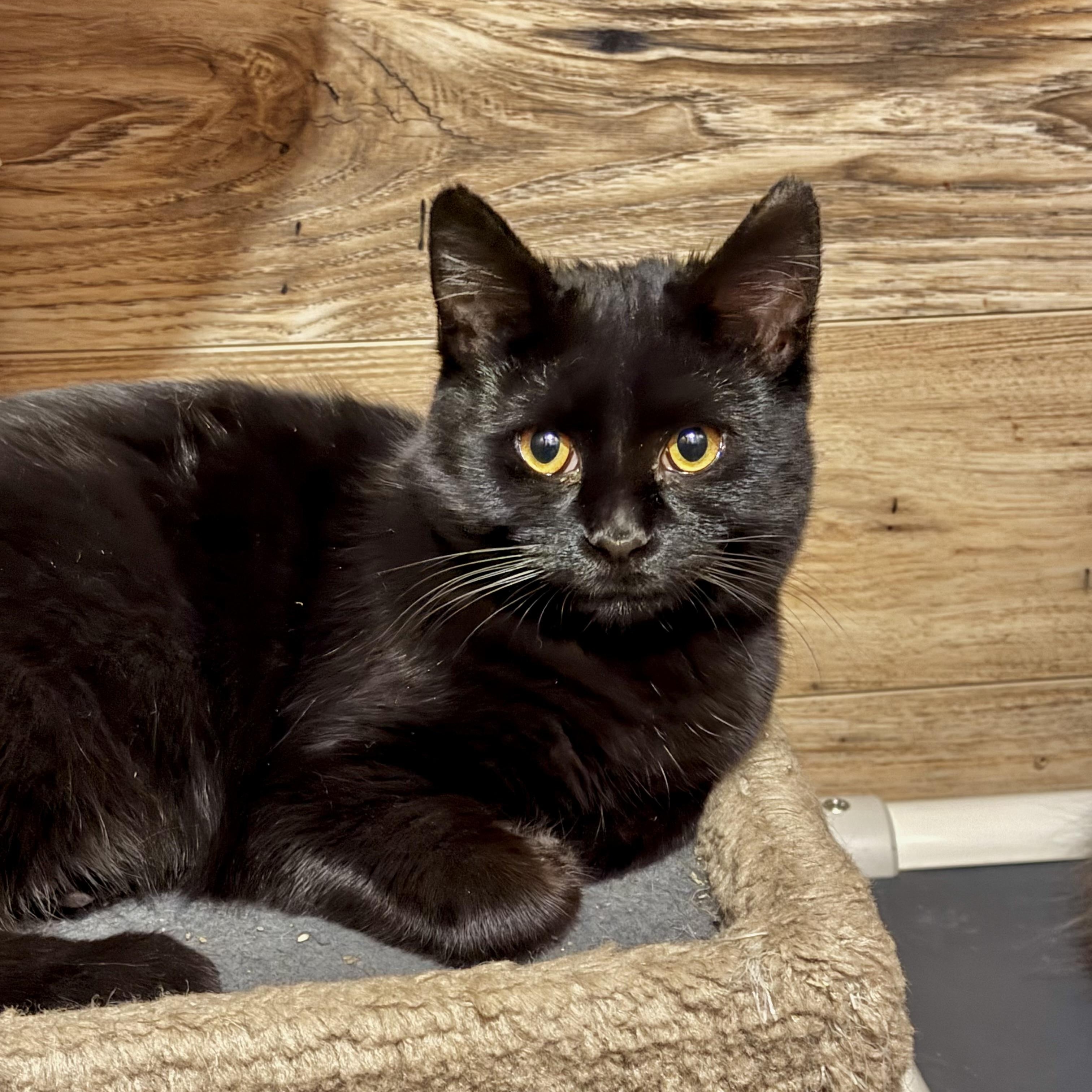 Charley, Adoptable, Young Male Domestic Short Hair.