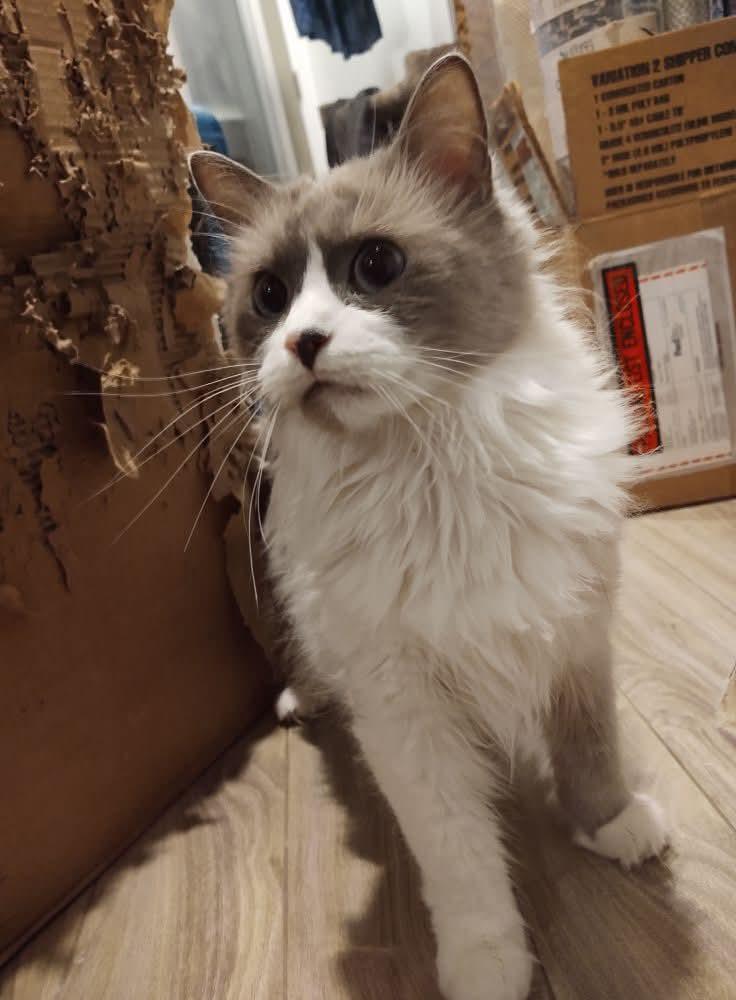 Jasper, a Adoptable mixed breed in Wasilla, AK image 4/5