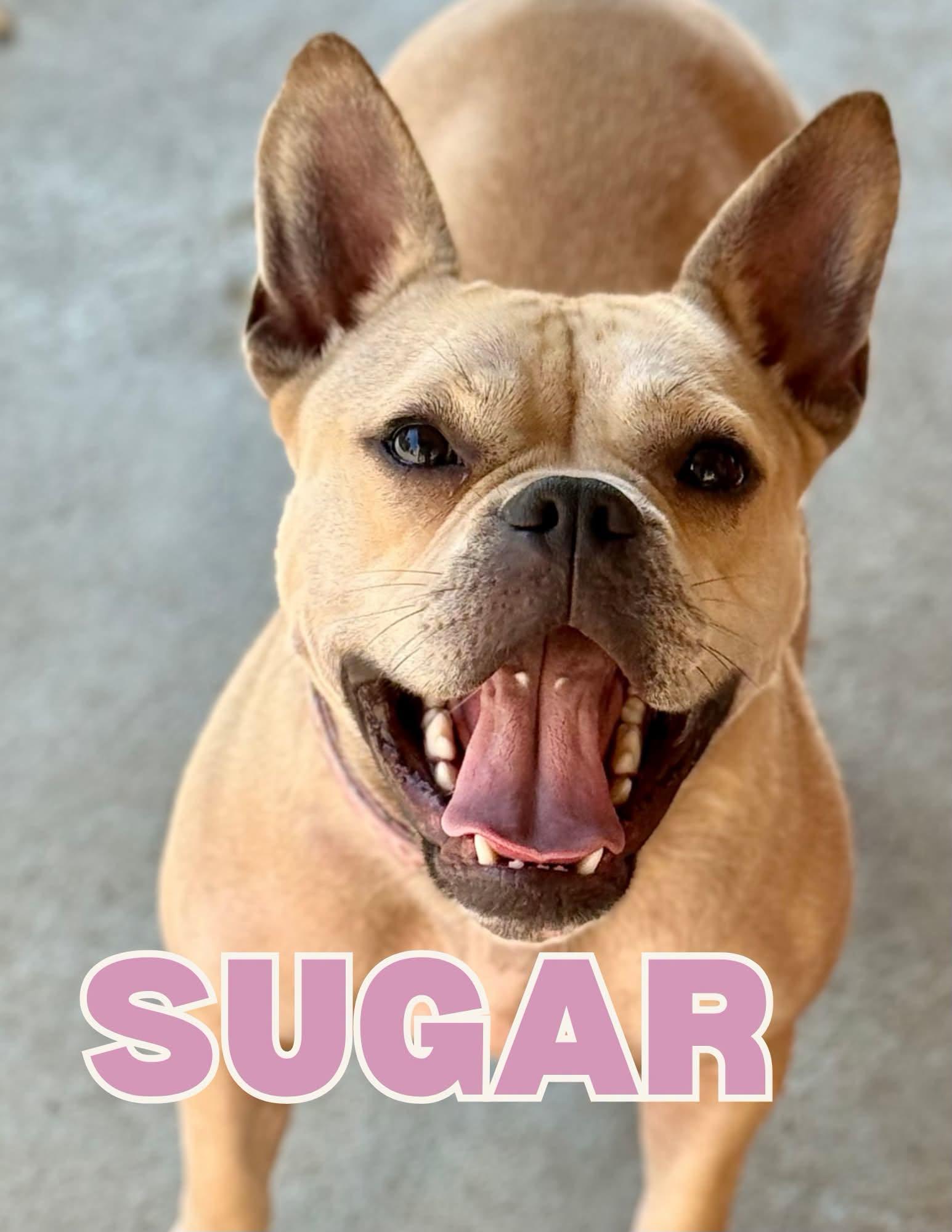 Sugar, Adopted, Adult Female French Bulldog.
