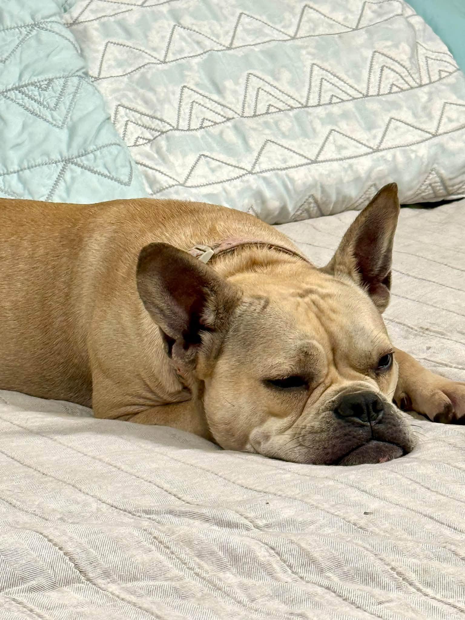 Enlarge Sugar, a Adopted French Bulldog in Shalimar, FL image 2/3
