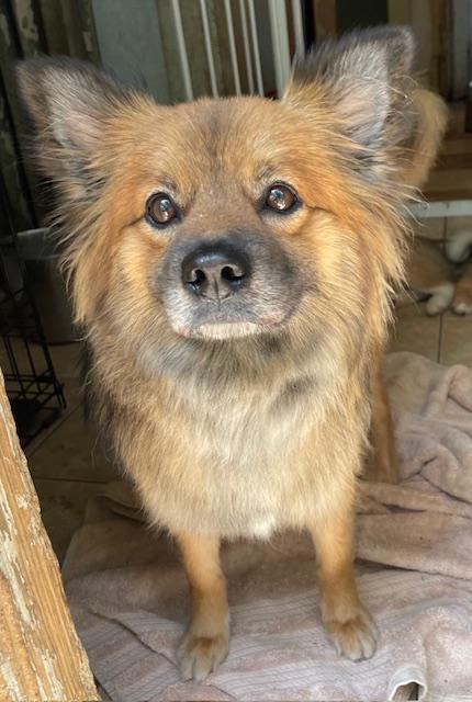 Gracie