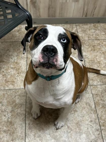 Enlarge Georgia, a ADOPTABLE Mixed Breed in DeKalb, IL image 1/3