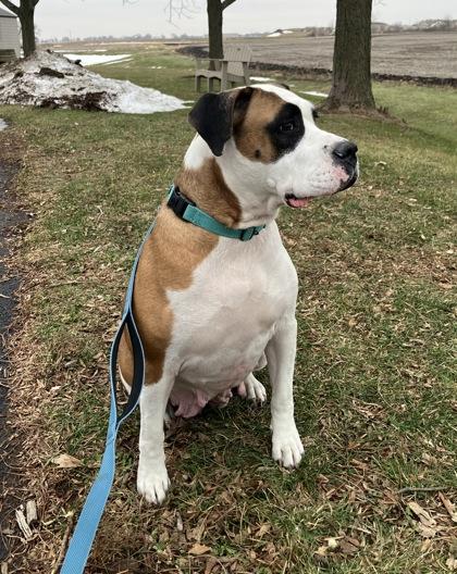 Enlarge Georgia, a ADOPTABLE Mixed Breed in DeKalb, IL image 3/3