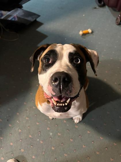 Enlarge Georgia, a ADOPTABLE Mixed Breed in DeKalb, IL image 2/3