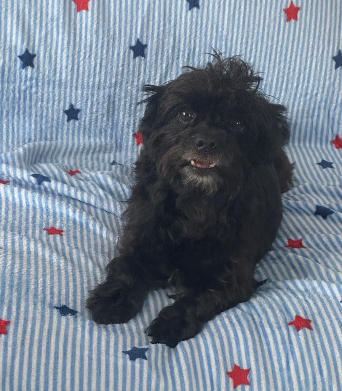 Ebony, ADOPTABLE, Adult Female Havanese.