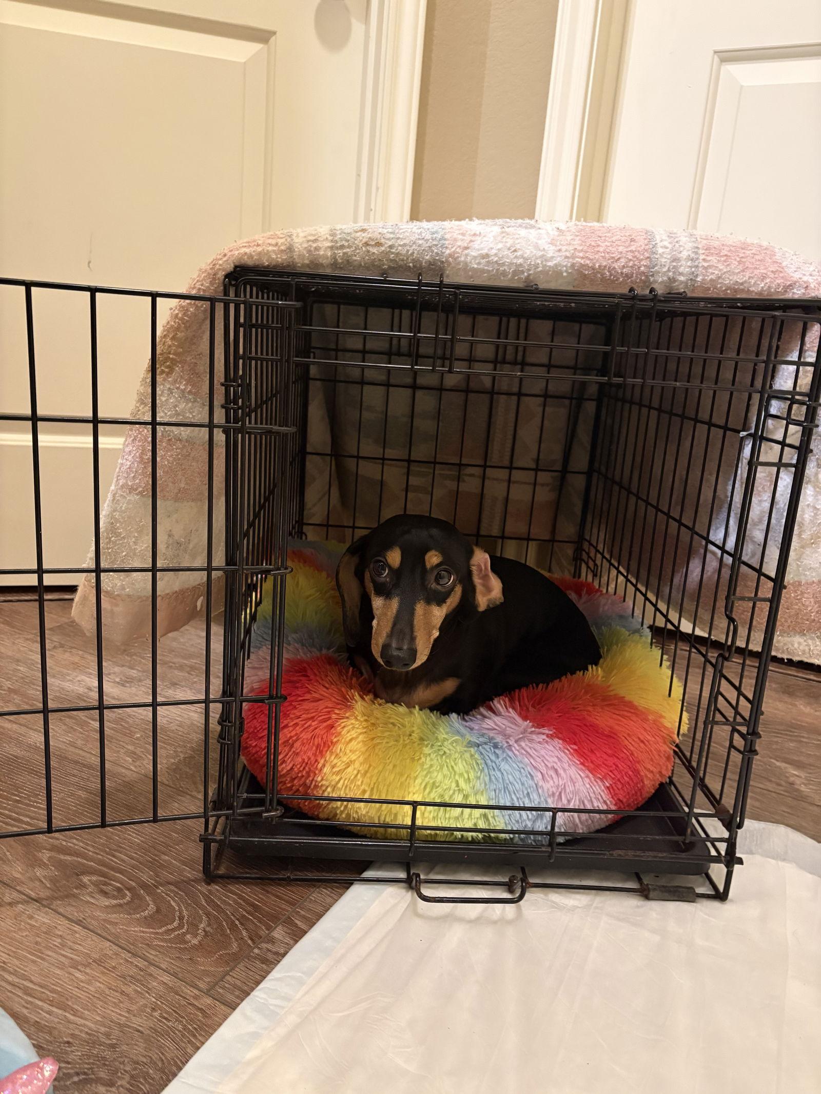 Willie Nelson, Adopted, Young Male Dachshund.