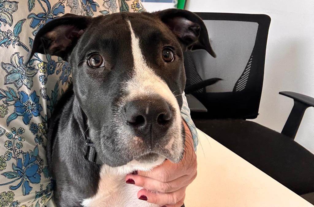 Enlarge Huckleberry, a Adoptable American Staffordshire Terrier in Newcastle, OK image 2/2