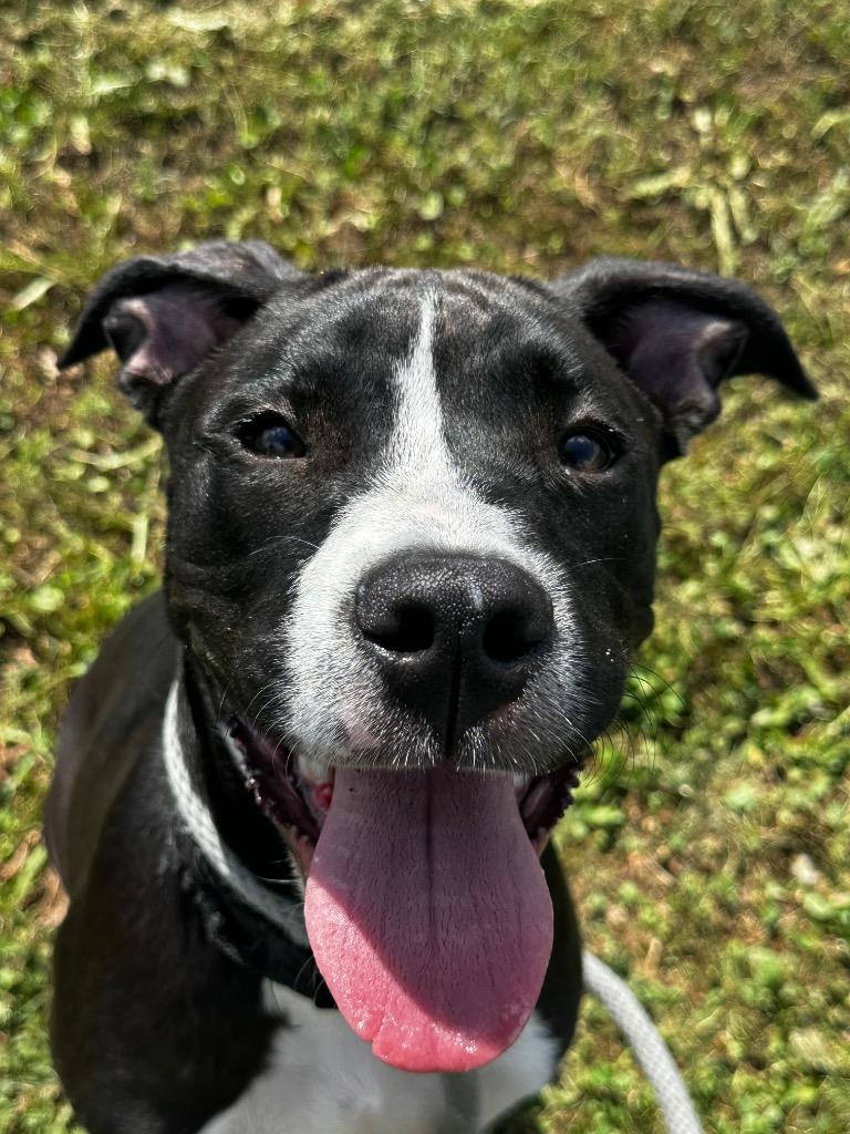 Huckleberry, Adoptable, Puppy Male American Staffordshire Terrier.
