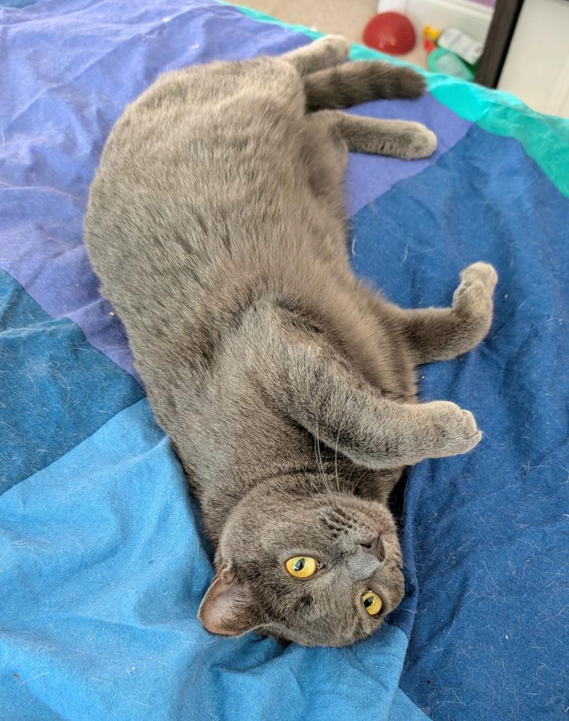 Cassiel, Adoptable, Young Female Domestic Short Hair.