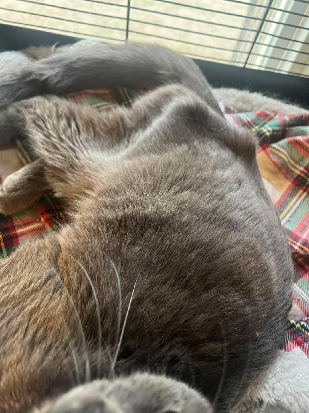Owen
