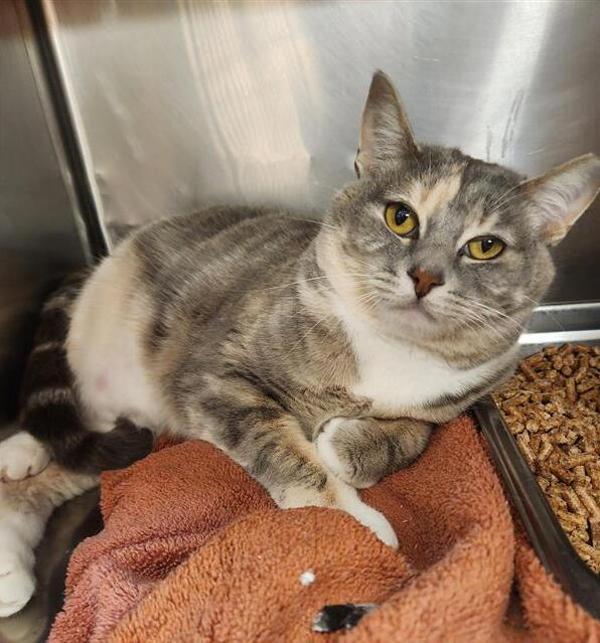 Kiwi, Adoptable, Adult Female Domestic Short Hair.