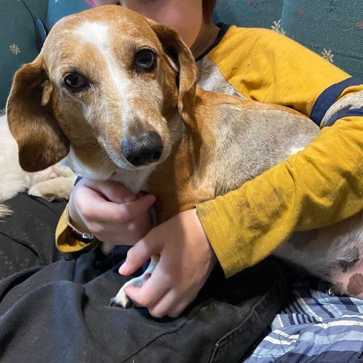 Enlarge Rosie, a Adoptable Dachshund in Brainerd, MN image 10/12