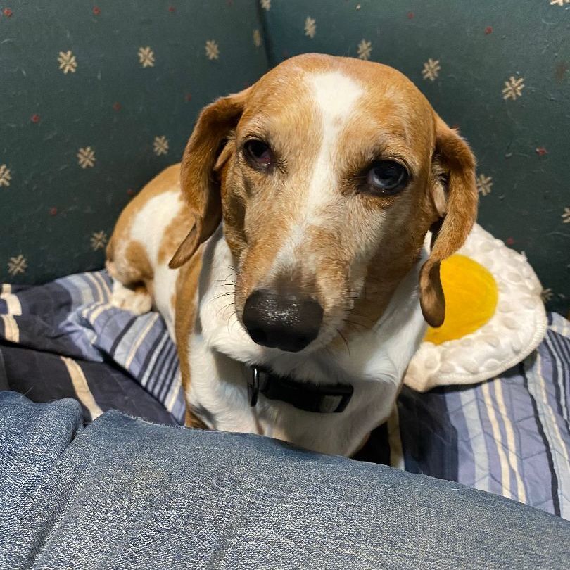 Enlarge Rosie, a Adoptable Dachshund in Brainerd, MN image 11/12