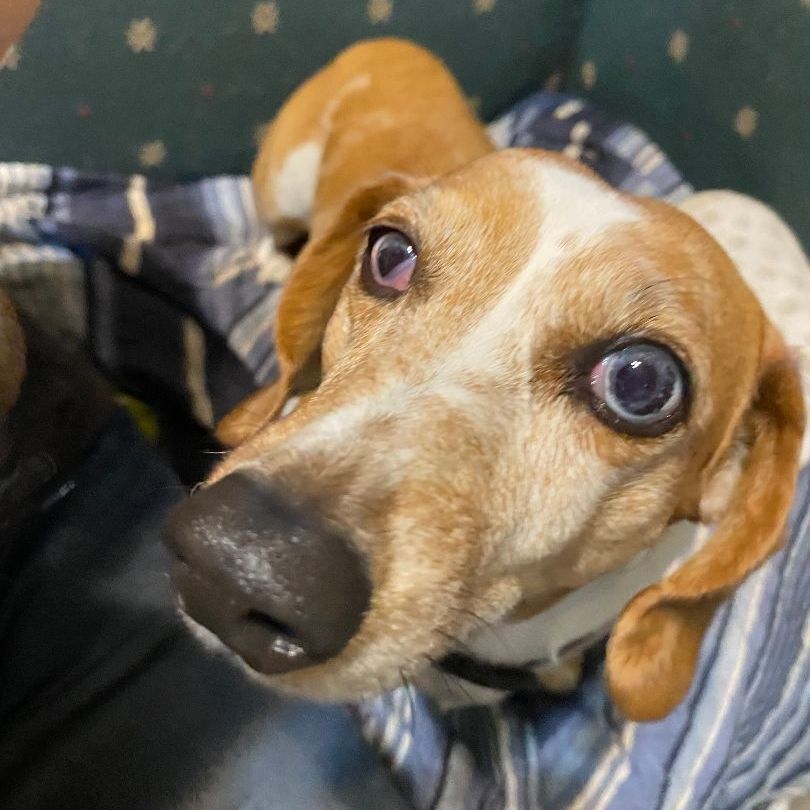 Enlarge Rosie, a Adoptable Dachshund in Brainerd, MN image 8/12