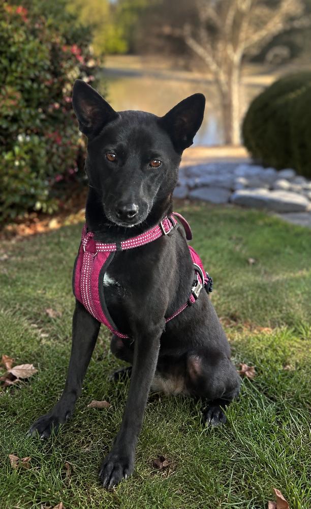 Raven, Adoptable, Adult Female Spitz.