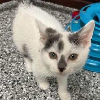 Godwin, ADOPTABLE, Kitten Male Domestic Short Hair.