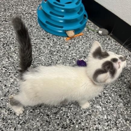 Enlarge Godwin, a ADOPTABLE mixed breed in Bryan, OH image 3/4