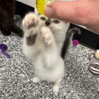 Enlarge Godwin, a ADOPTABLE mixed breed in Bryan, OH image 4/4