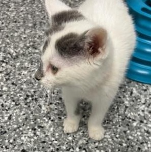 Enlarge Godwin, a ADOPTABLE mixed breed in Bryan, OH image 2/4