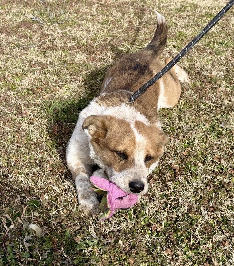 Remmy , an adopted mixed breed in Pelham, NH image 4/6