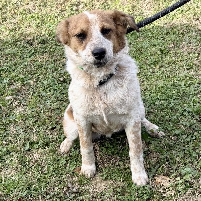 Remmy , an adopted mixed breed in Pelham, NH image 2/6