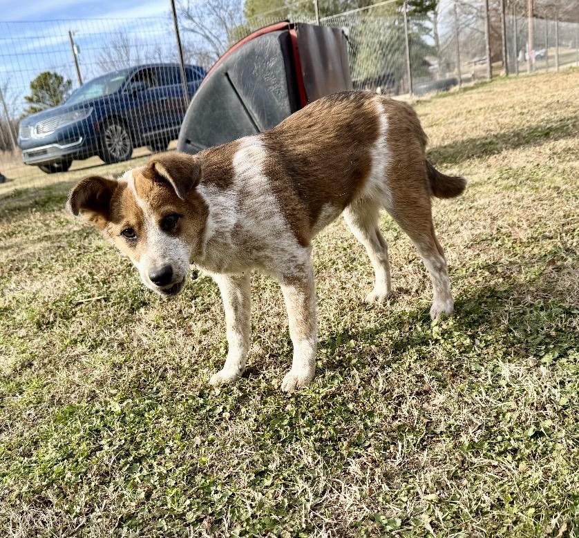 Remmy , an adopted mixed breed in Pelham, NH image 3/6