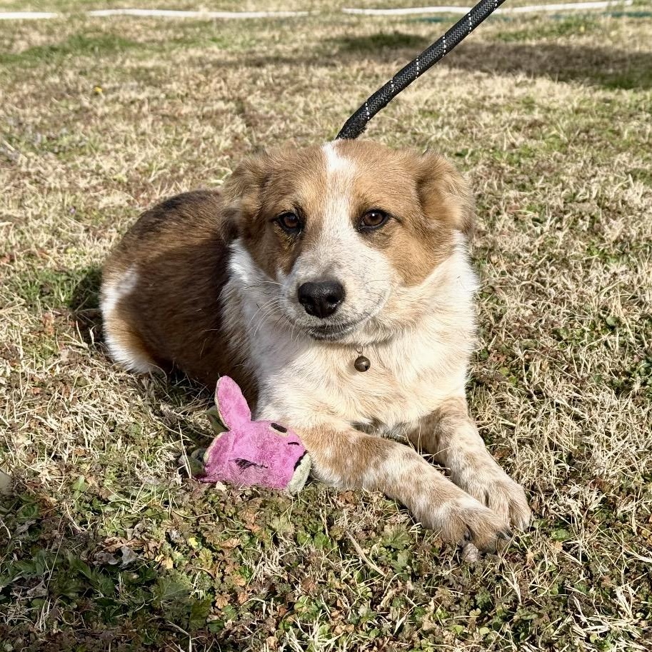 Remmy , adopted, Young Female Australian Cattle Dog / Blue Heeler.