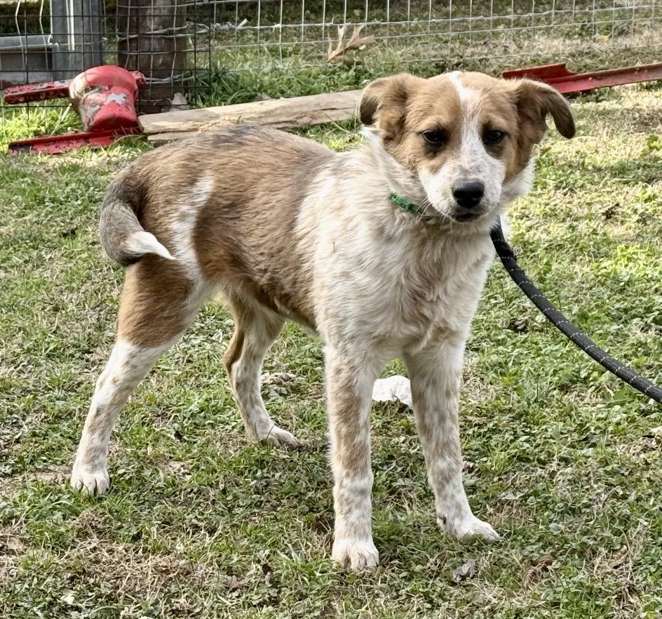 Remmy , an adopted mixed breed in Pelham, NH image 6/6
