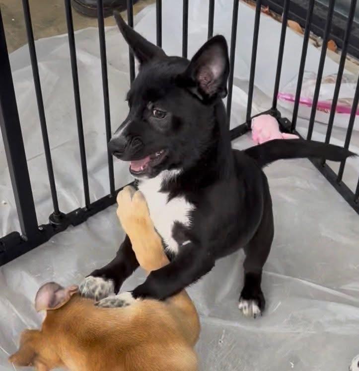 Enlarge Shuri, an adopted mixed breed in Gainesville, GA image 1/2