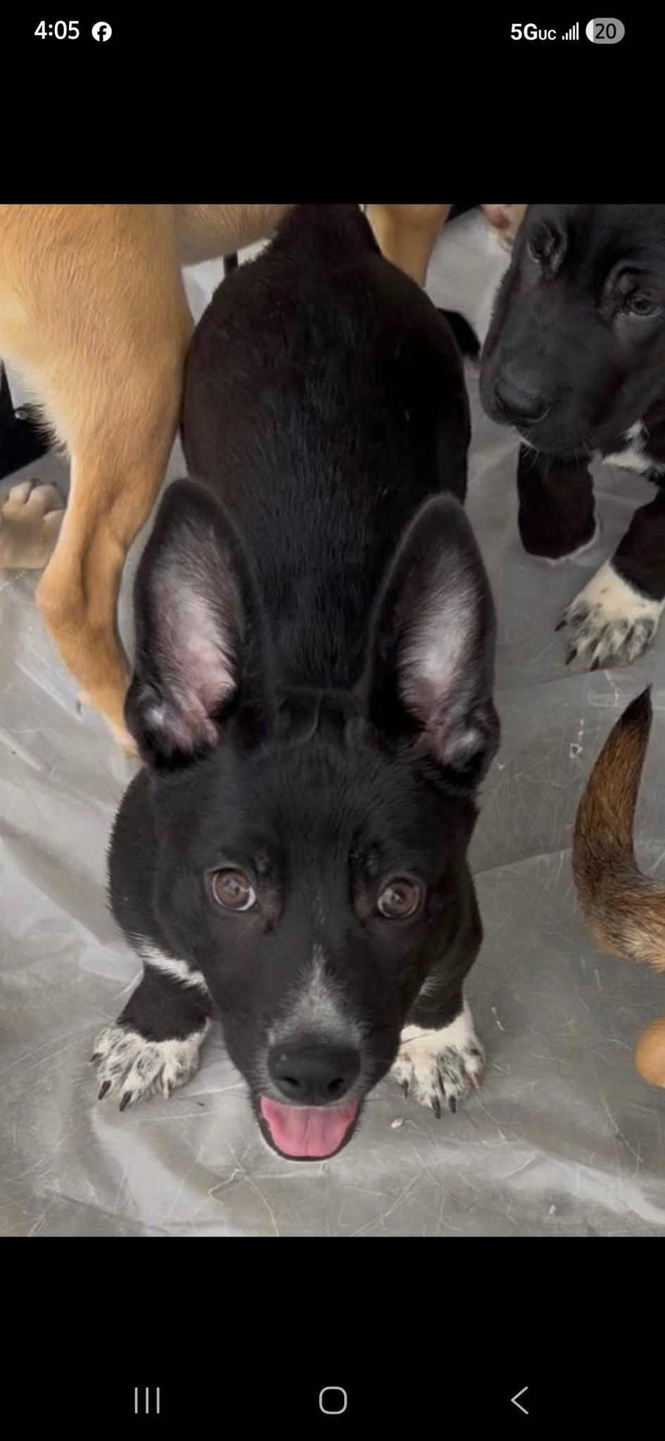 Enlarge Shuri, an adopted mixed breed in Gainesville, GA image 2/2