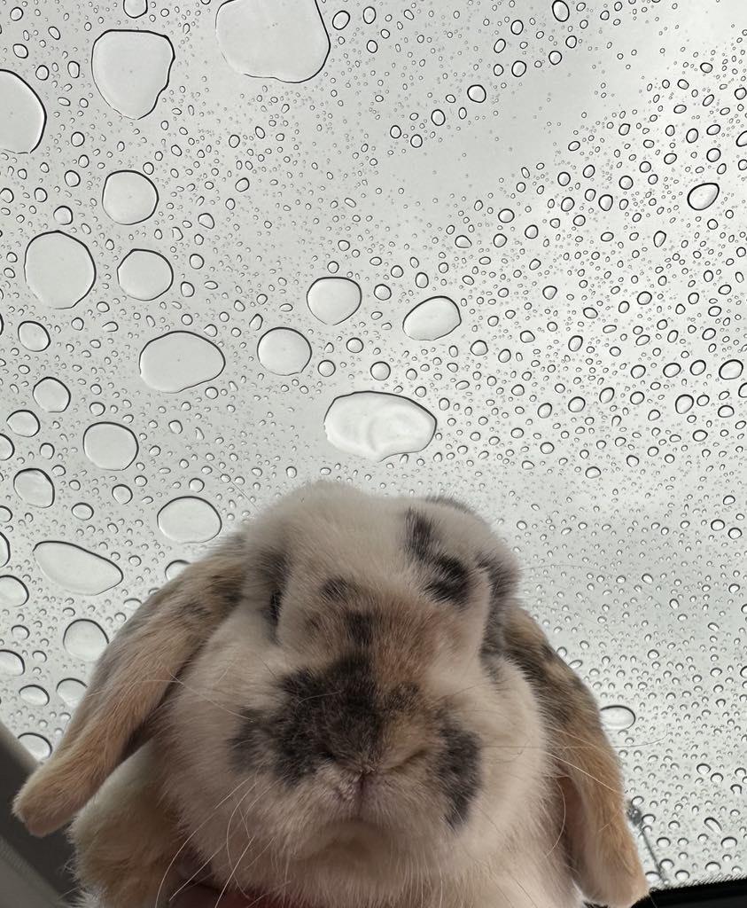 Milo, Adopted, Adult Male French Lop.